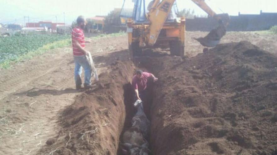 Los perros matan a siete cabras en dos fincas de La Atalaya de Santa Brígida