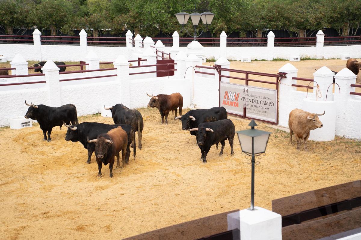 Los primeros toros llegan a la Venta de Antequera