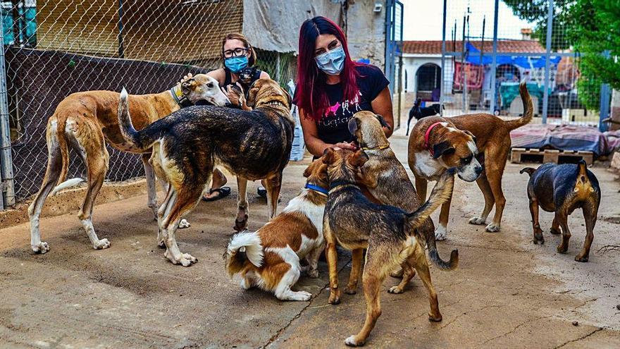 Algunas de las integrantes de la asociación &#039;Refugiados&#039; juegan con los perros que residen en estos momentos en el terreno.