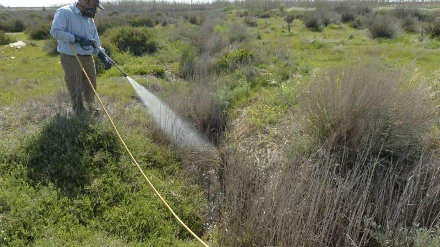 Los técnicos identifican focos de mosquitos en la playa de Alcossebre