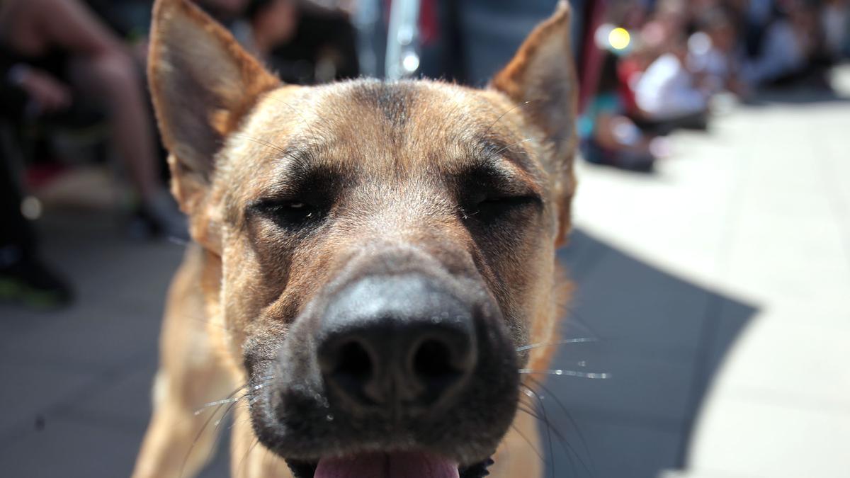 Imagen de archivo de un desfile de perros abandonados