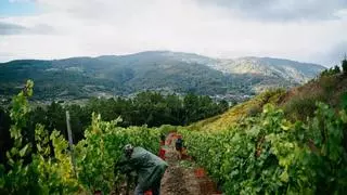 La vendimia avanza a buen ritmo en las denominaciones de origen ourensanas, pese a las lluvias que ralentizan los trabajos