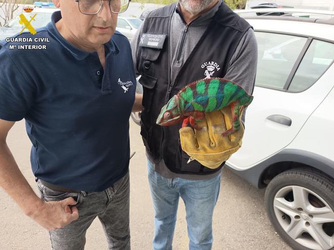 La Guardia Civil incauta 19 reptiles y anfibios vivos en una vivienda de Santa Brígida, en Gran Canaria
