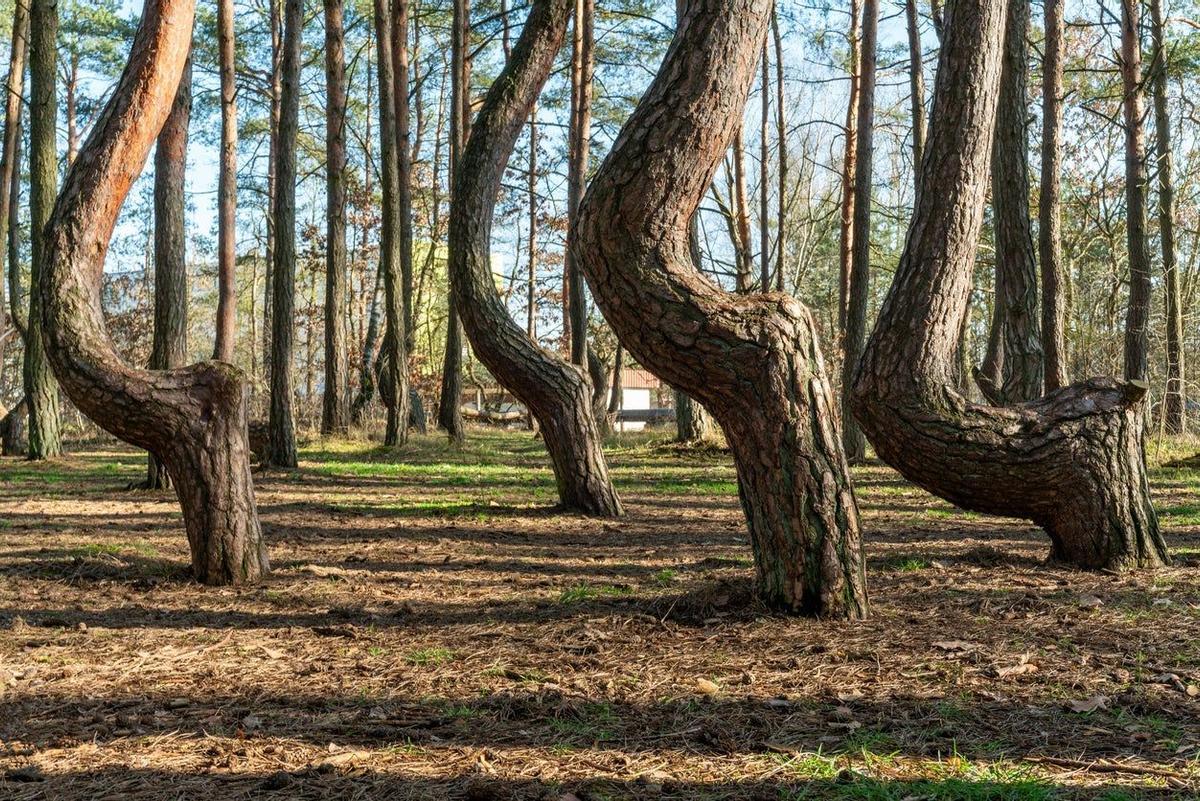El bosque torcido, Polonia