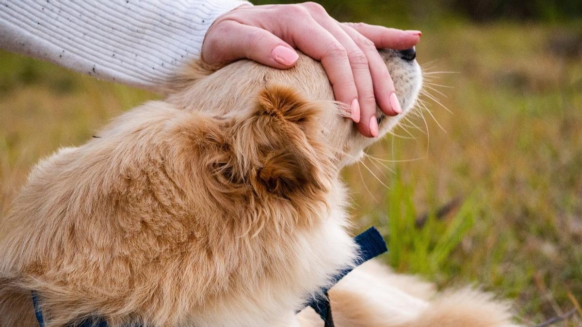 Cariñosa, antidepresiva y antiestrés: esta es la mejor raza de perro que existe