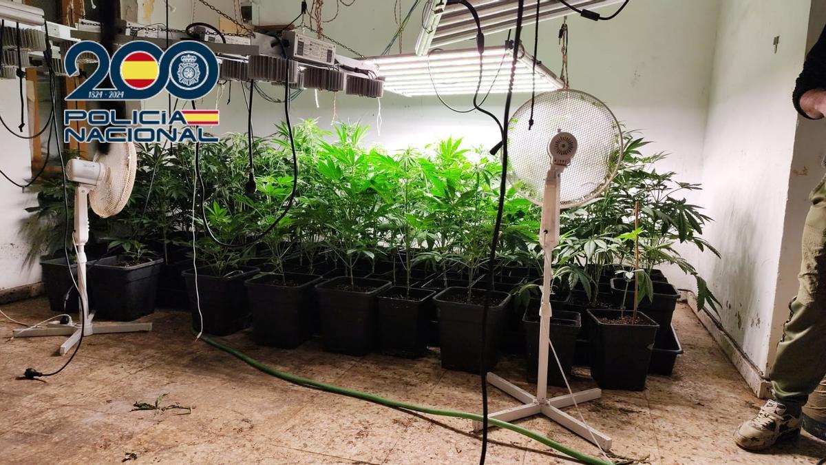 Plantas de marihuana incautadas a la banda