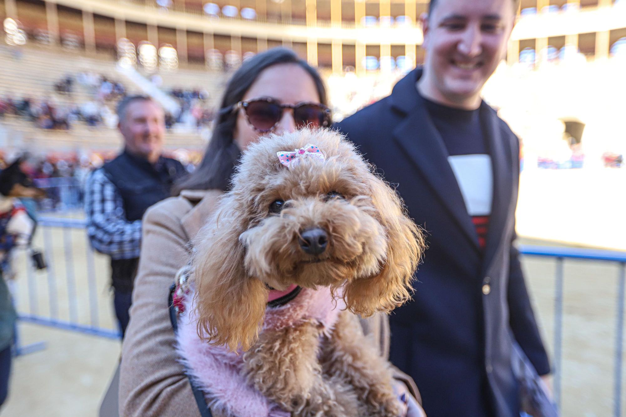 Concurso ecuestre y Bendición de animales por San Antón en Alicante