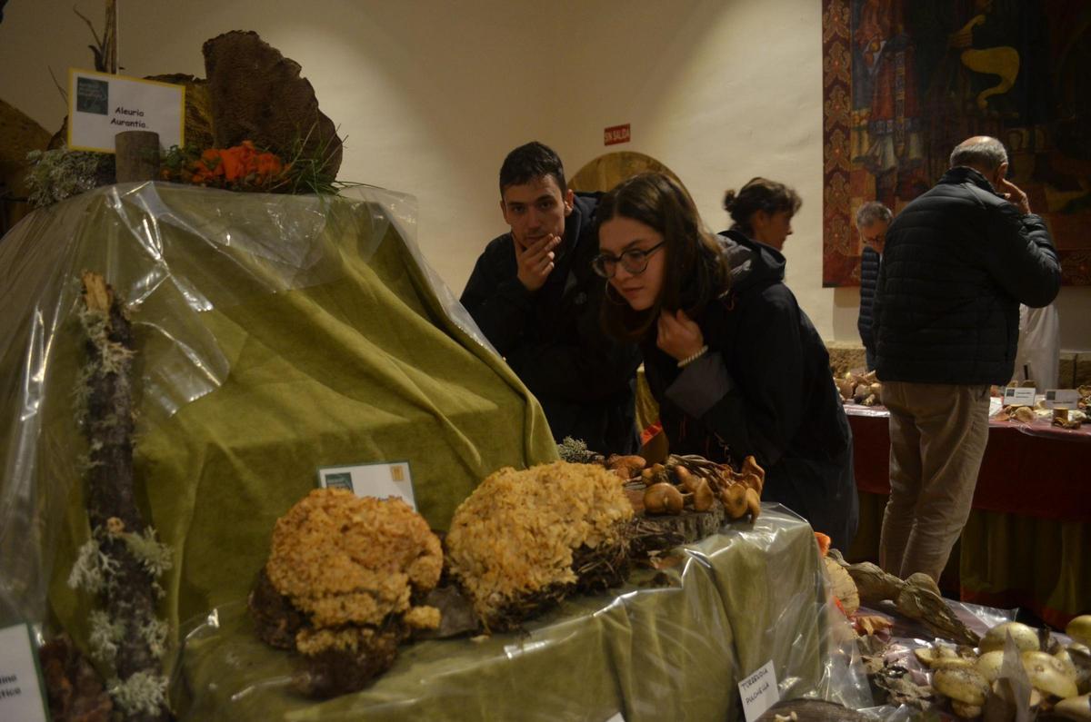 La Exposición Micológica de Benavente, en imágenes