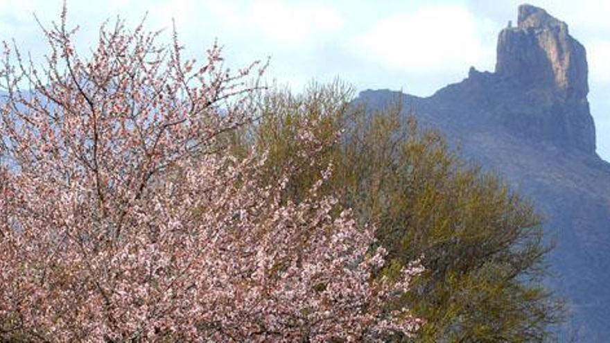 Imagen cuestionada. Los expertos cuestionan el carácter invasor del almendro, por el que se propone su erradicación. El Gobierno de Canarias en su manual de buenas prácticas que acaba de publicar para cumplir con el real decreto habla de que &quot;no plantes especies fuera de los límites de la propiedad, aunque estos espacios sean públicos (bordes de carreteras, barrancos, pistas, senderos&quot;. Sin embargo, este es su medio de vida en la Isla, dicen los técnicos. Por lo cual, cuestionan la defensa de la consejería de Sostenibilidad alegando que estos cultivos no se ven afectados. Además, el Cabildo lo usa para repoblar endemismos de la Isla. i SANTI BLANCO