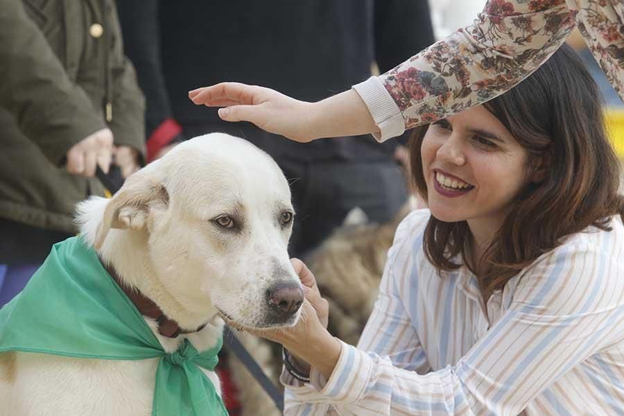 Una día muy perruno en la Canicross de Córdoba