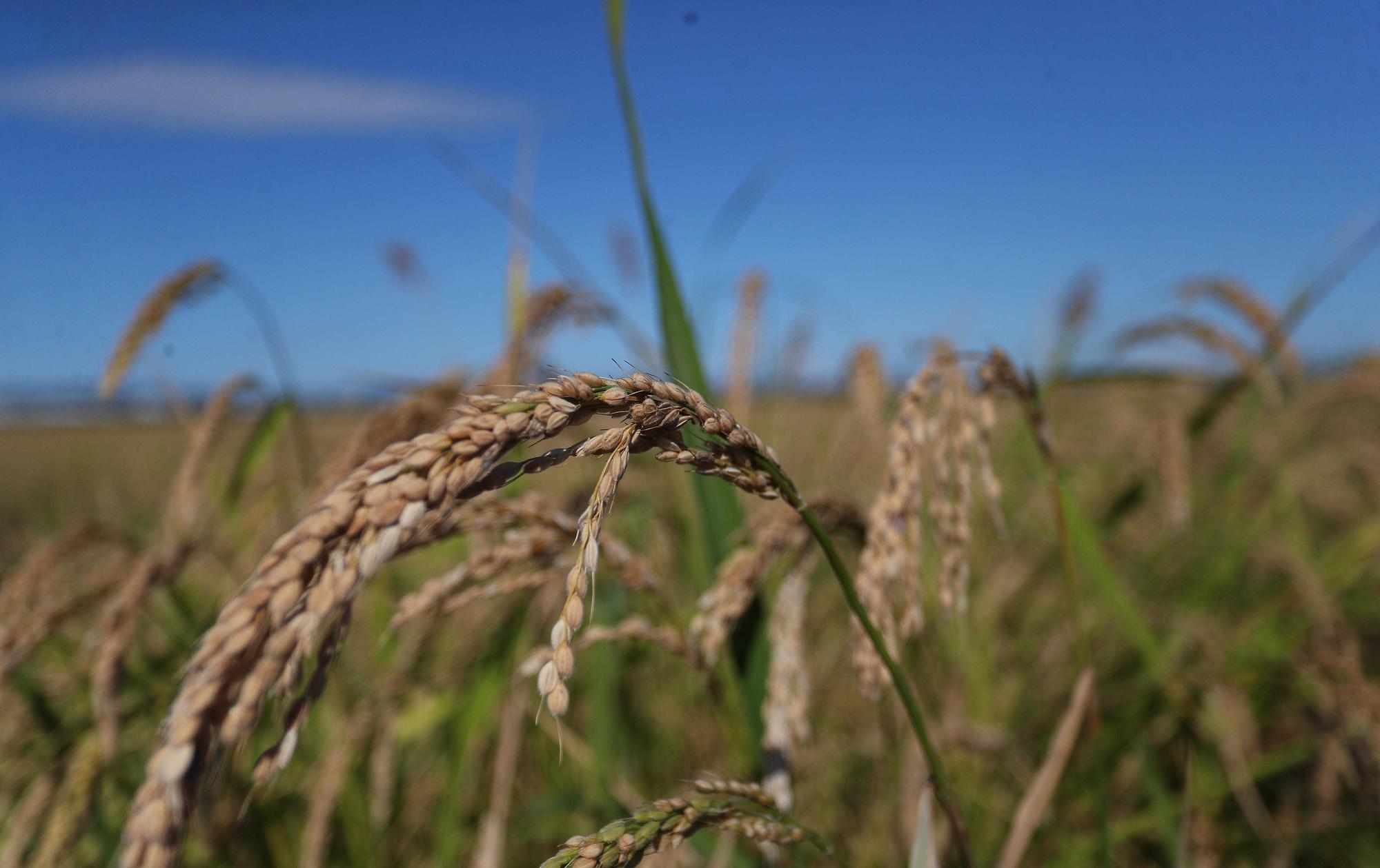 Comienza la siega del arroz en el Parque natural de La Albufera