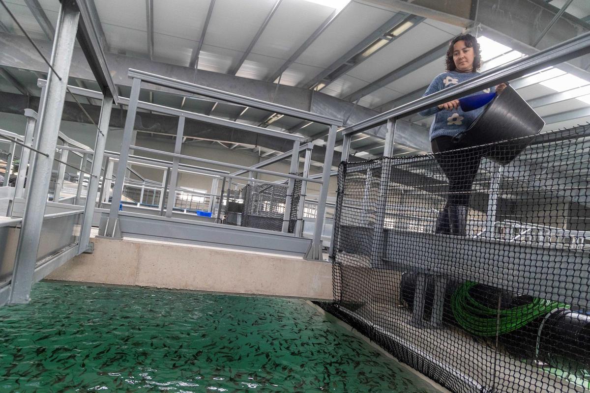 Una empleada de Aquaculture alimentando a las lecholas de la piscifactoría.