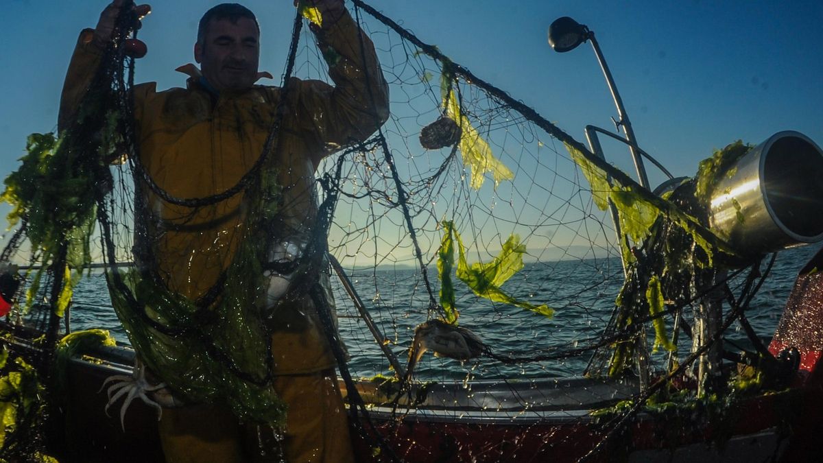 Pesca de choco con trasmallos en la ría de Arousa.