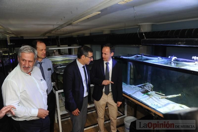 El acuario de la UMU albergará las especies emblemáticas del Mar Menor