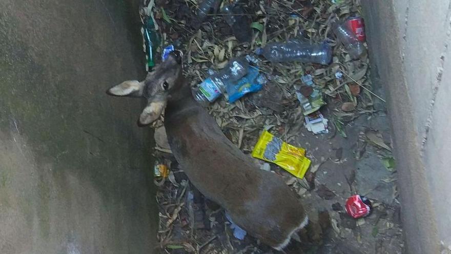 Rescatan en Castellón a un corzo herido en un foso a tres metros bajo tierra