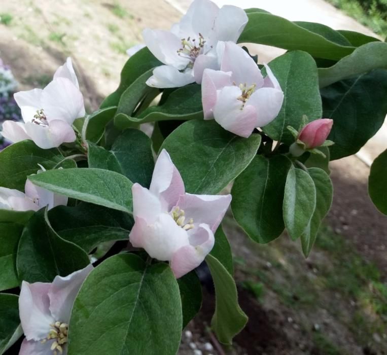 Floración en el Jardín de La Concepción.