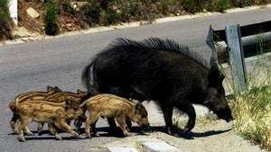 Família de jabalíes cruzando una carretera (archivo)