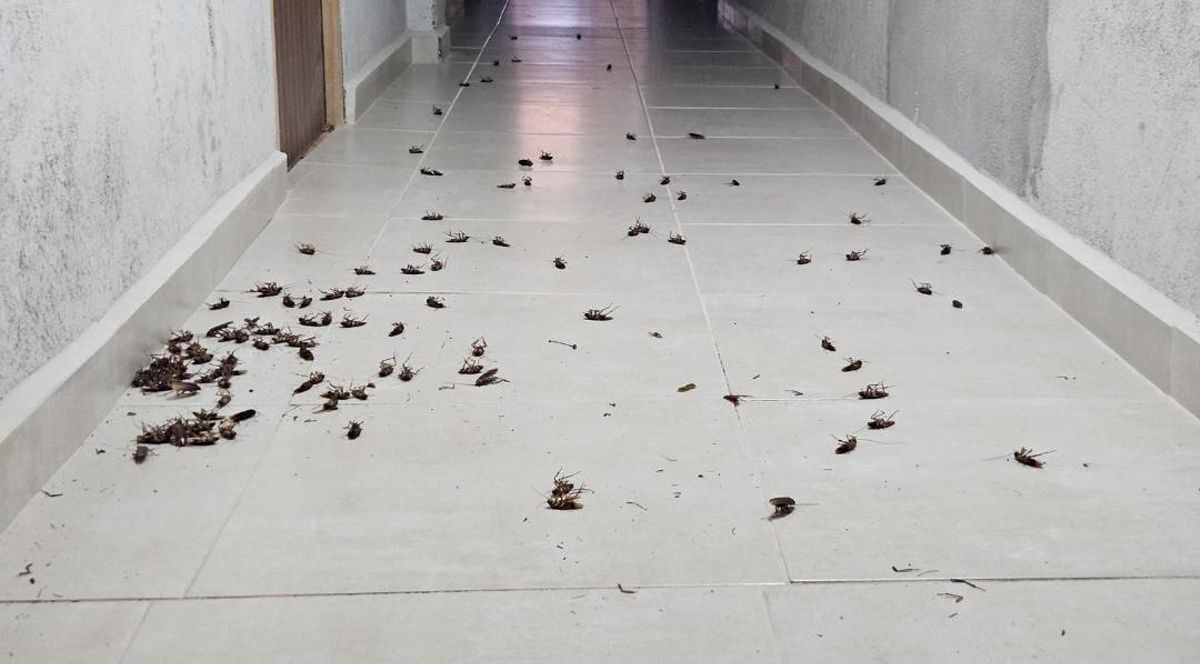 Cucarachas en un trastero privado de Plasencia.