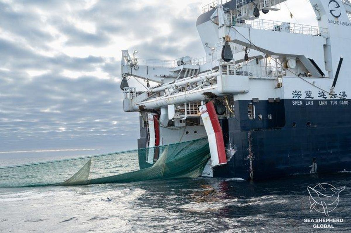 Pesquero aisático pescando krill en la Antártida