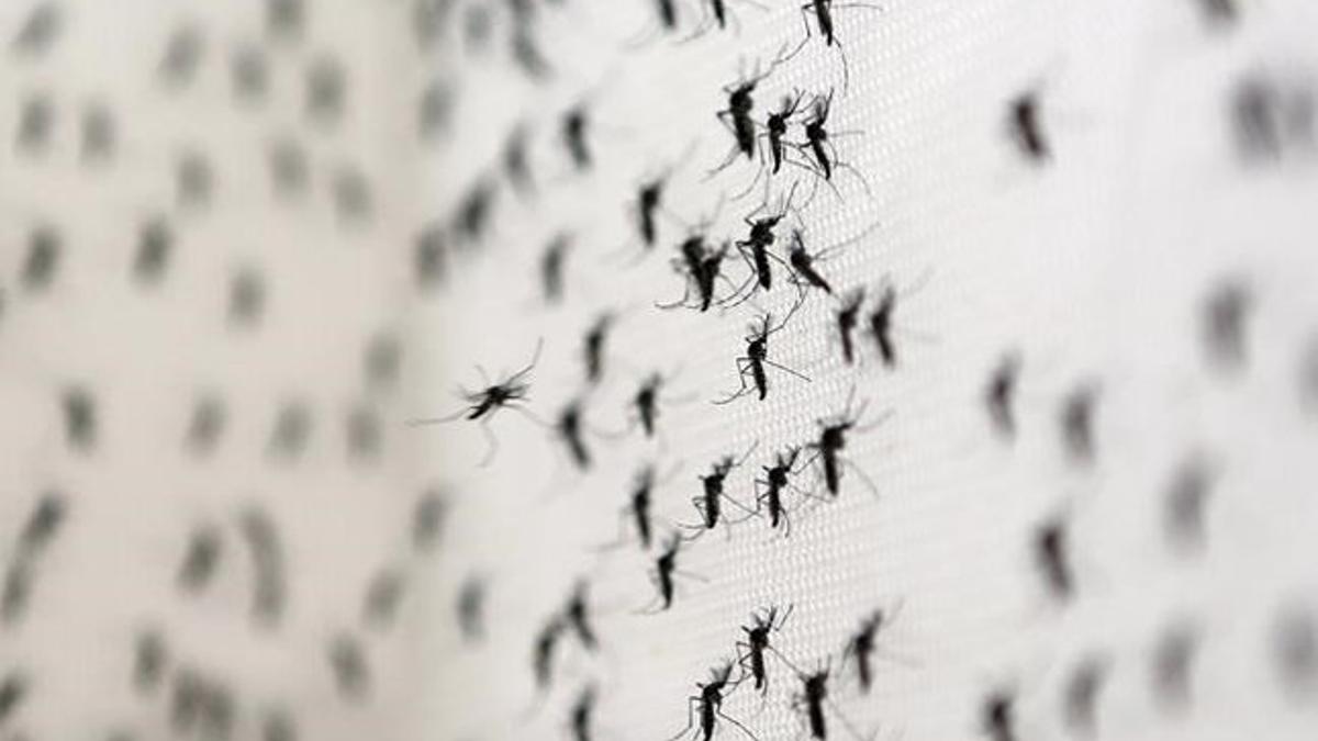 Zika mosquitos del Zika