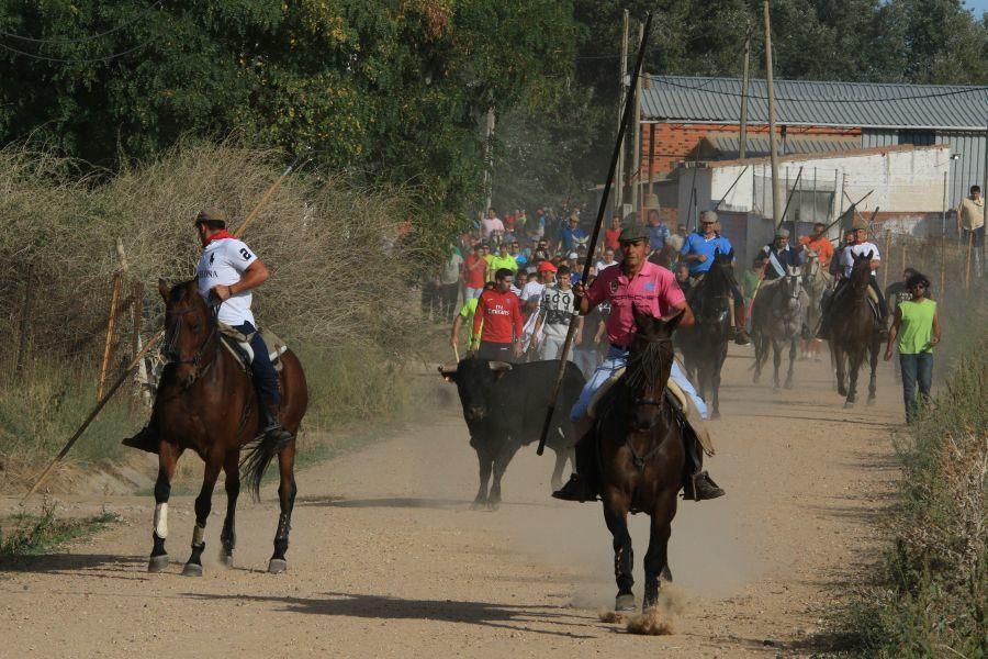 Encierro taurino en San Miguel de la Ribera