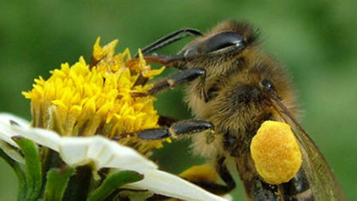 Abeja negra canaria extiende su lengua para libar el néctar de una flor.