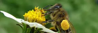 El misterio de la abeja canaria