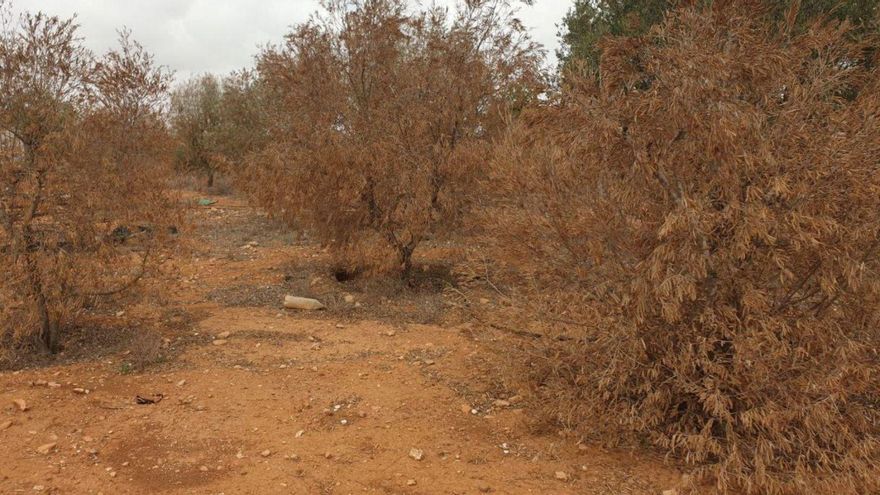 Llamada de auxilio para salvar 200.000 almendros en Cartagena