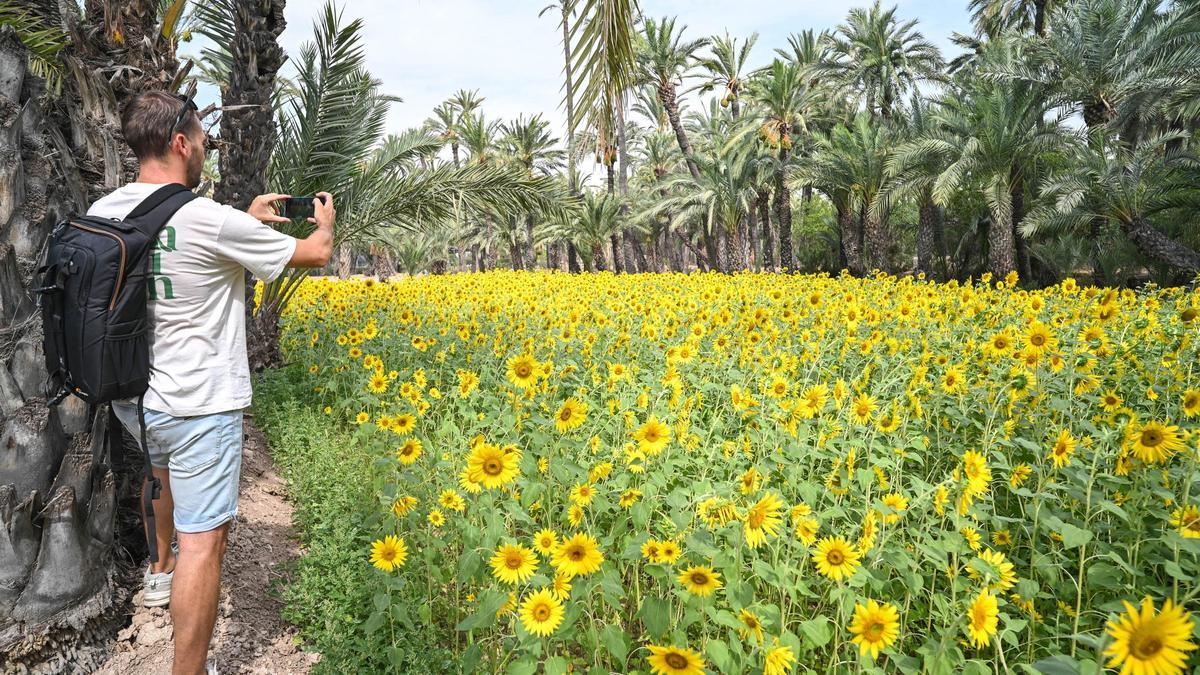 Así es el vídeo con el que el Palmeral de Elche celebra sus 25 años de Patrimonio de la Humanidad