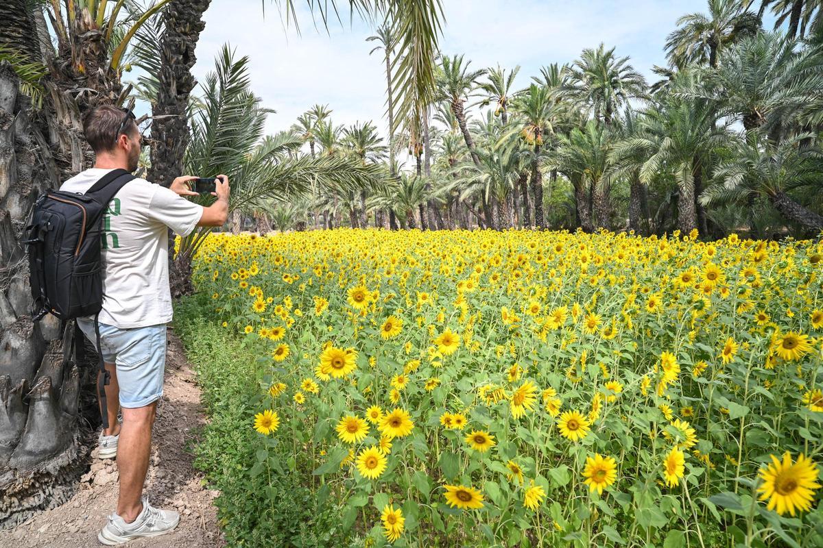 Plantación reciente de girasoles realizada por el Ayuntamiento de Elche en el Palmeral