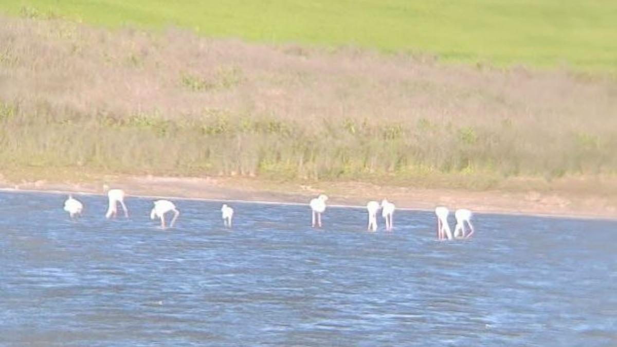 El rosa conquista Madrid: flamencos visitan un humedal protegido.