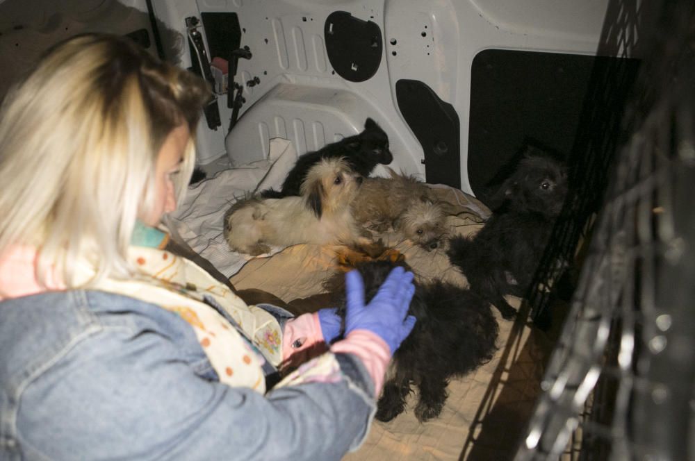 Perros rescatados en Alicante