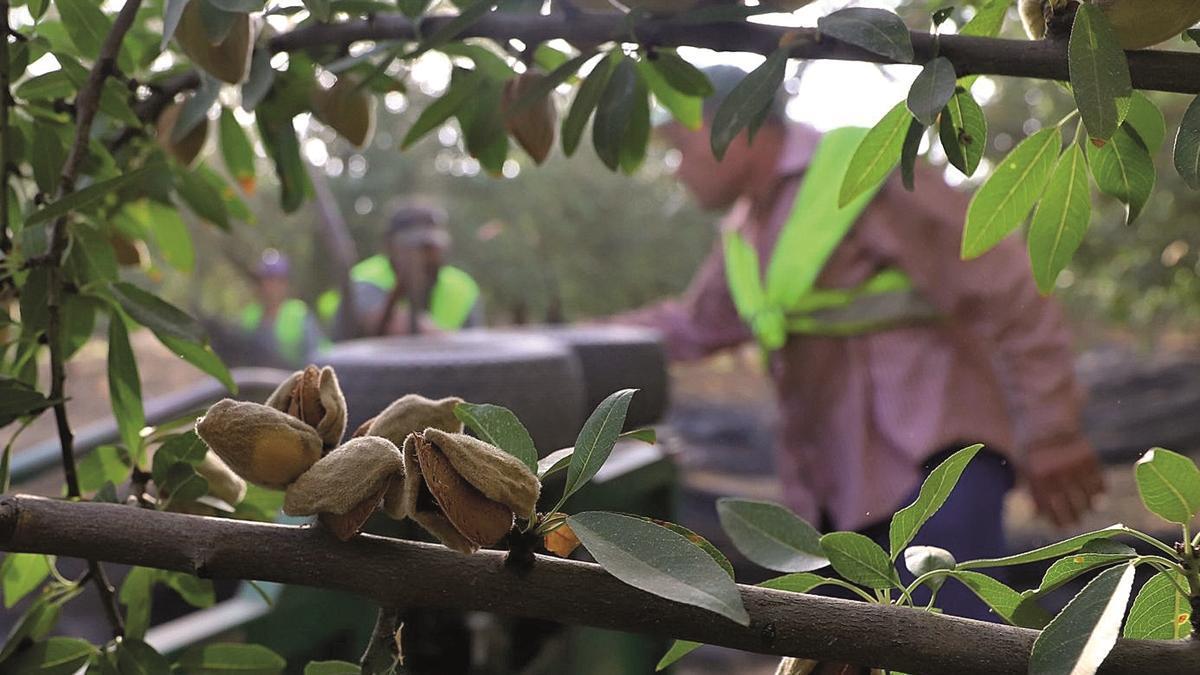 Almendra madura en un árbol, a punto para su recogida en una plantación cordobesa.