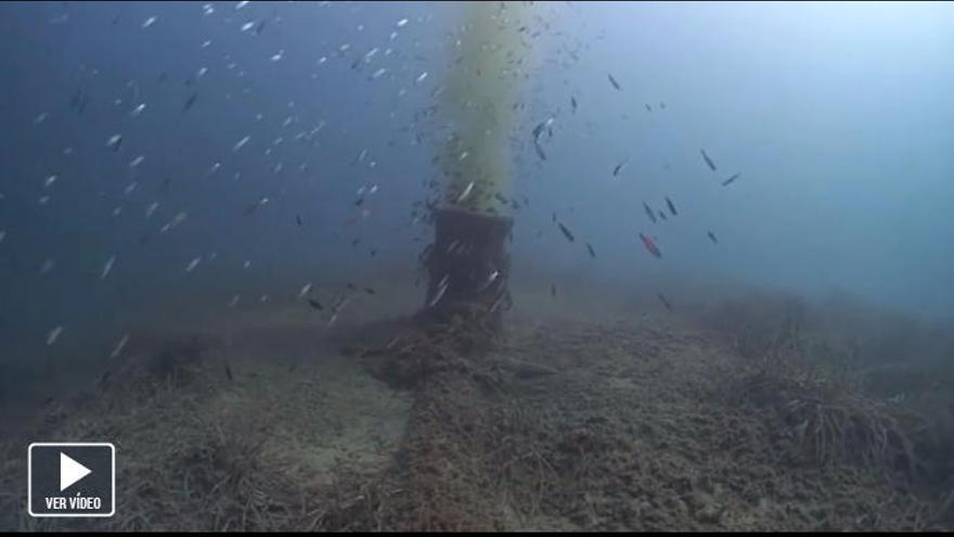 SOS para salvar los fondos marinos de Mallorca