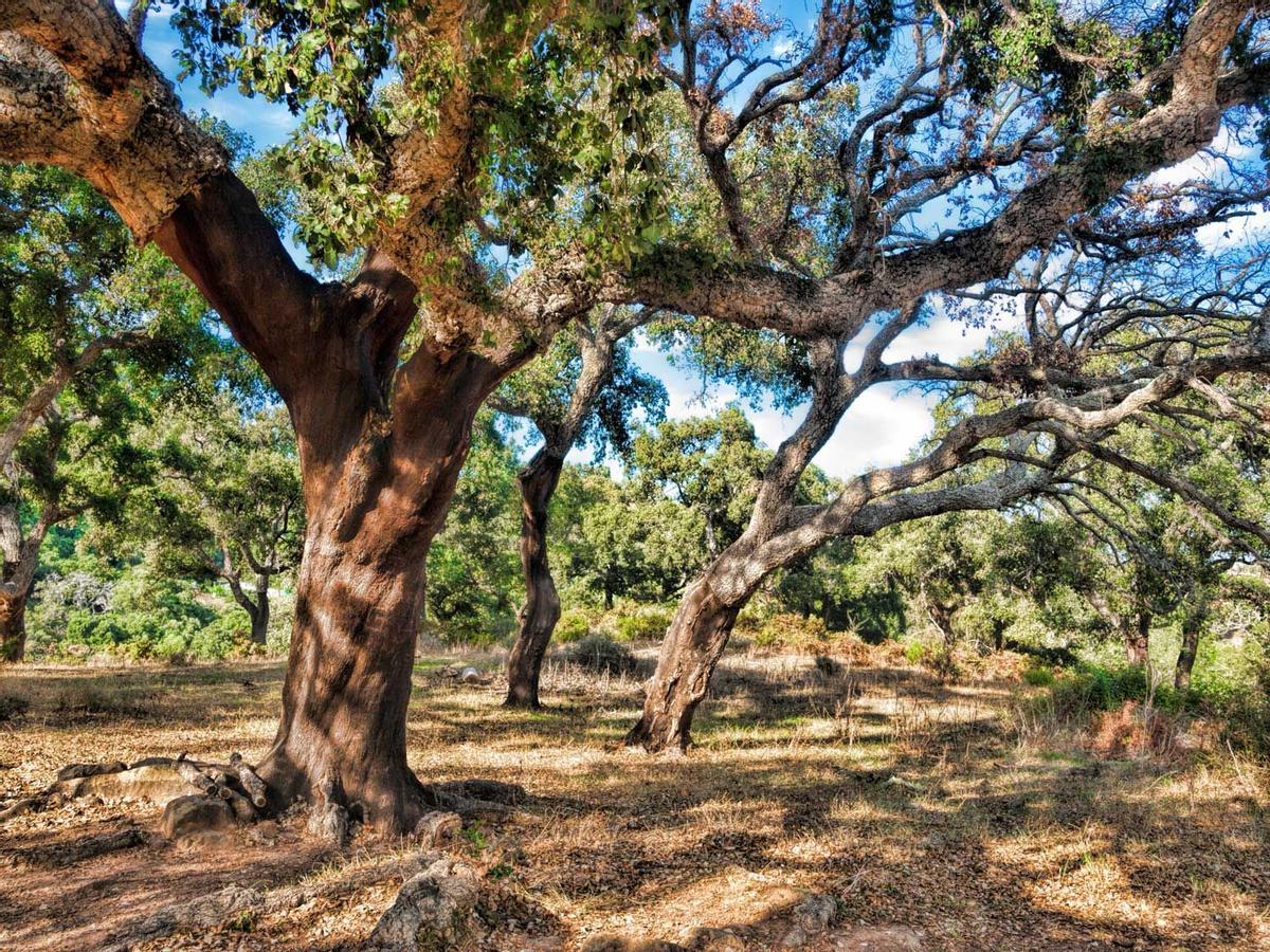 Parque natural de Los Alcornocales