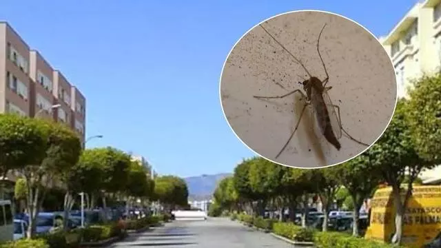Invasión de insectos en Siete Palmas antes del partido UD Las Palmas - Burgos