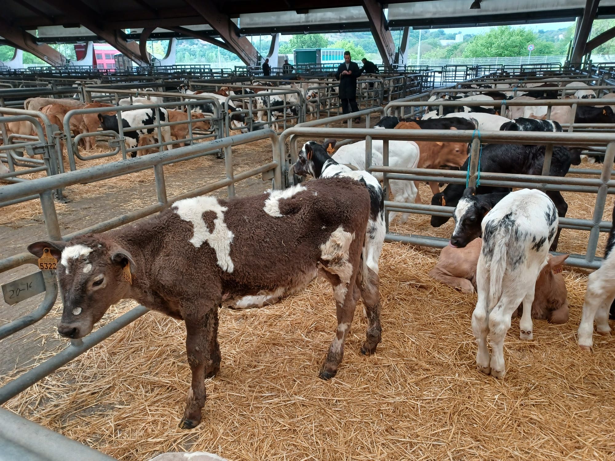 El mercado de ganado de los jueves en Siero: así operan los tratantes en la cita del recinto poleso
