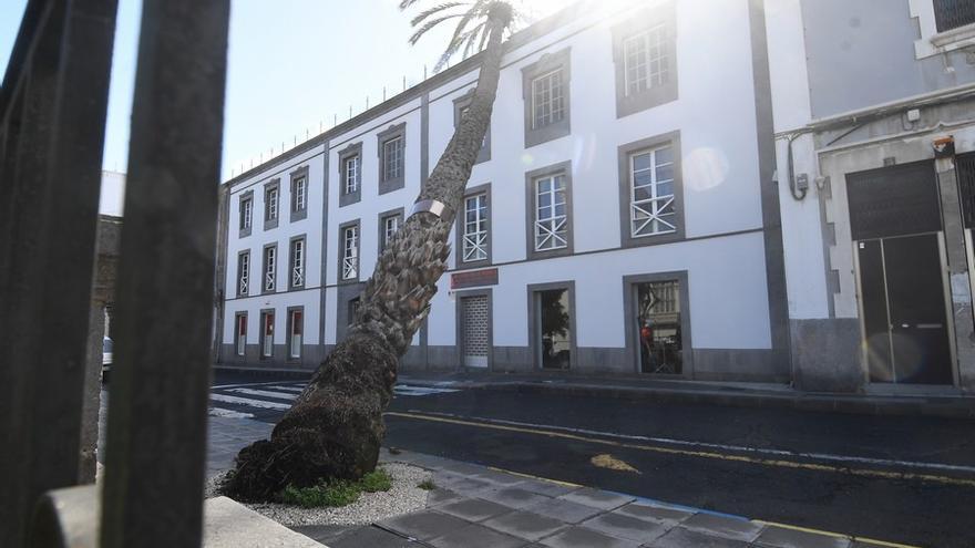 Una palmera se estrella contra un edificio en la Alameda de Colón