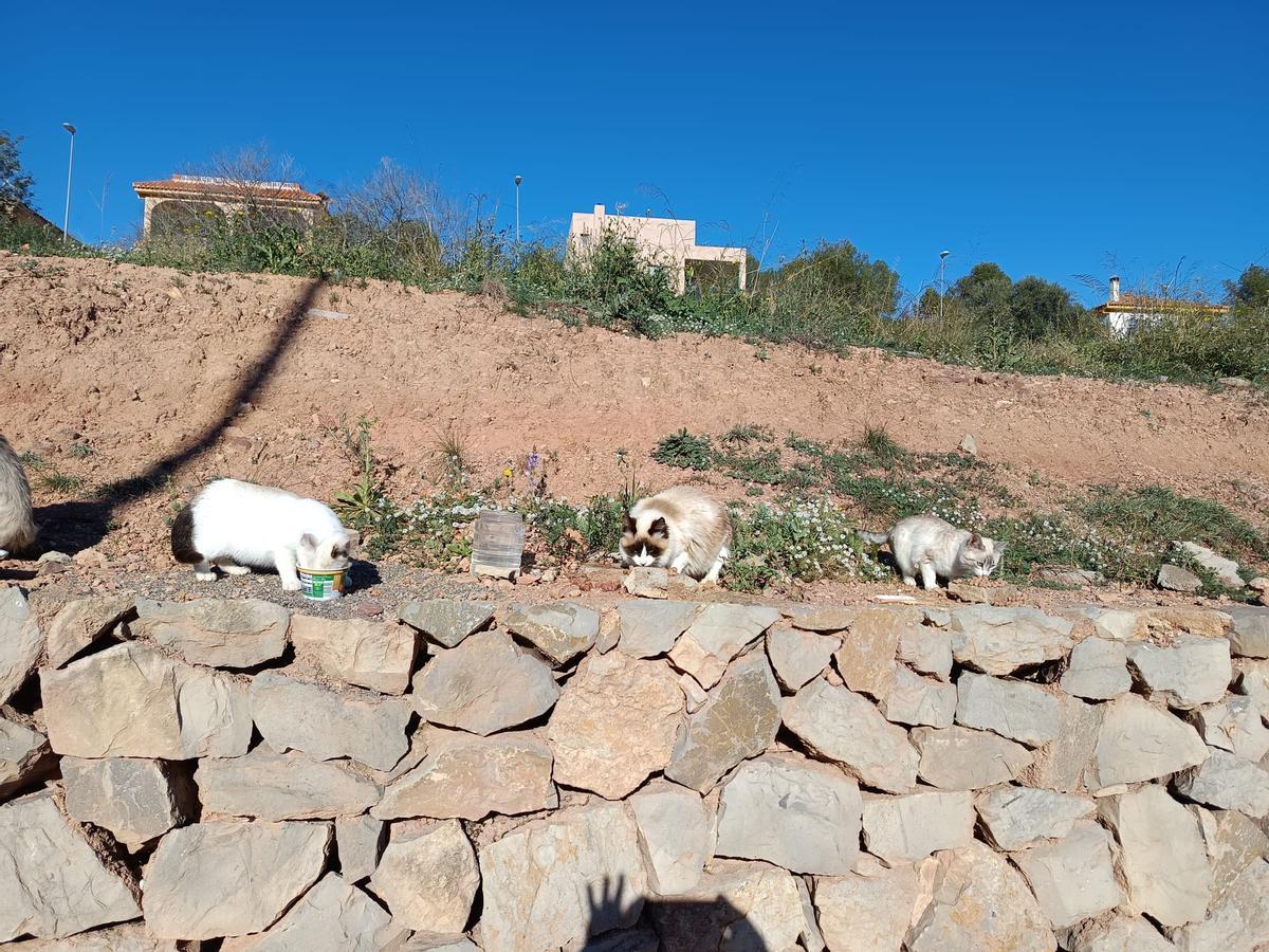 Los felinos en una de las zonas donde se les pone comida.