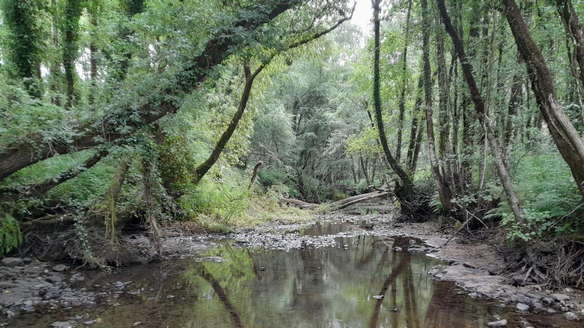 Estado actual del caudal del río Mandeo a su paso por Teixeiro.