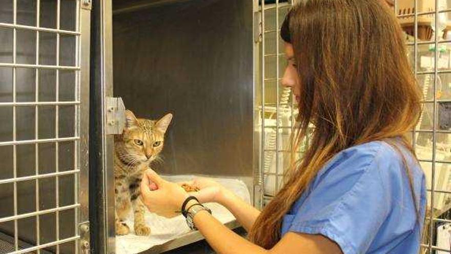 Los veterinarios podrán medir el  dolor de los gatos tras una operación