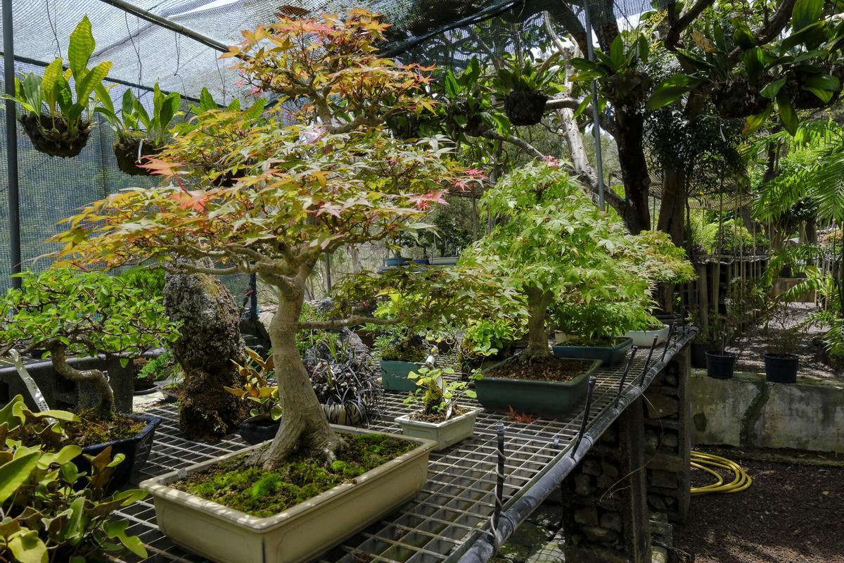 Jardín de bonsais de Juan José Montes Hernández