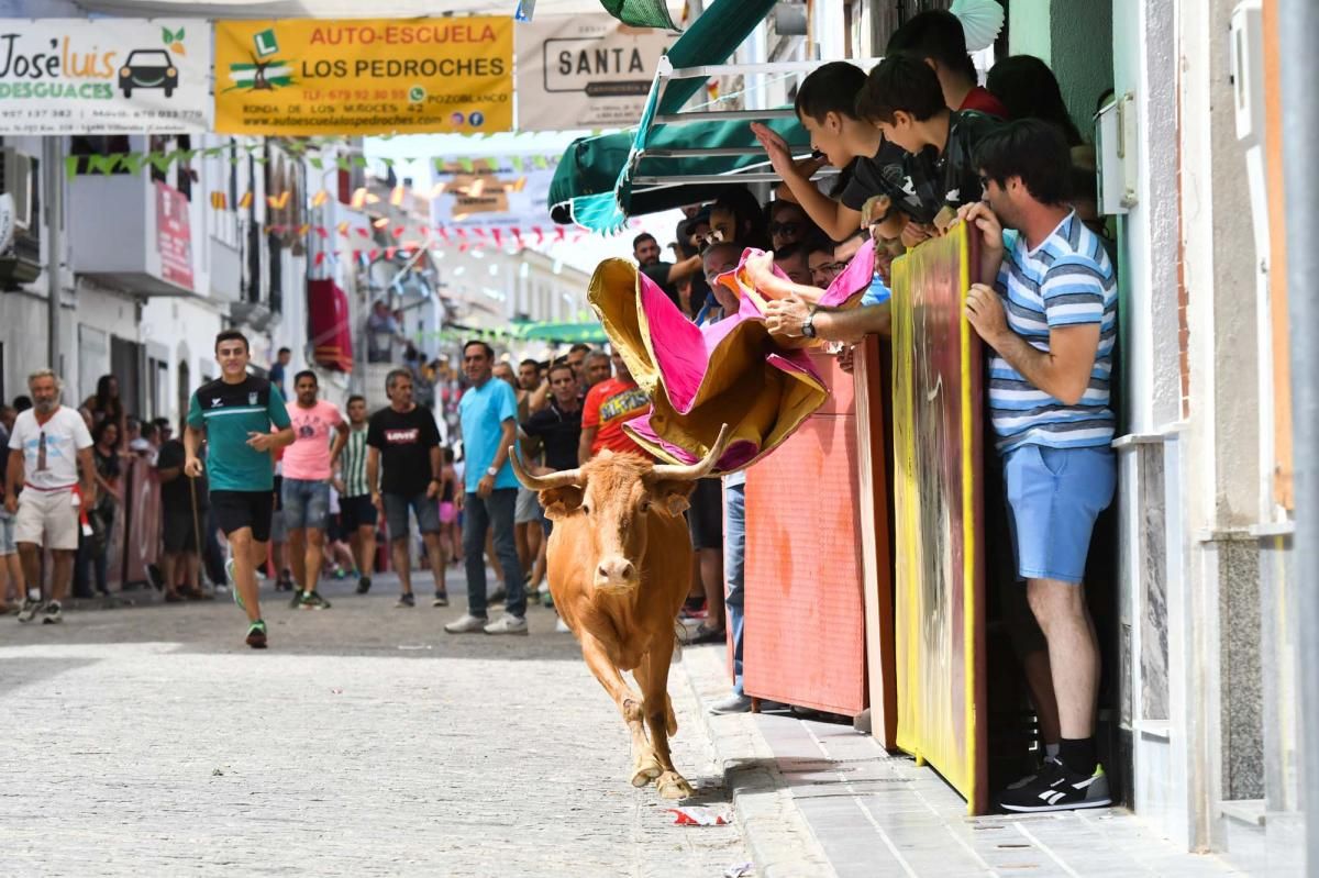 Primer encierro taurino en El Viso