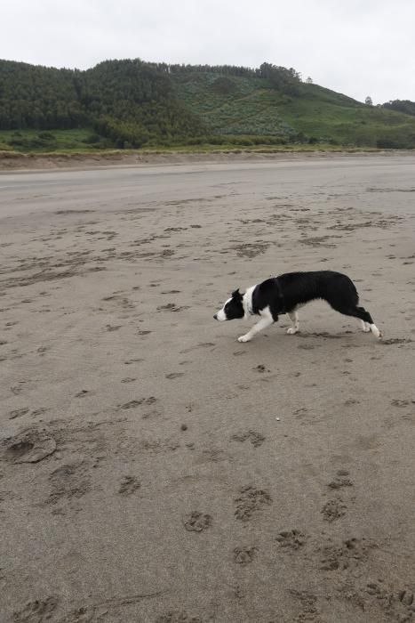 Los perros pueden acceder al playón de Bayas