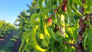 La helada de la pasada madrugada en Ponent afecta a los cultivos de fruta dulce