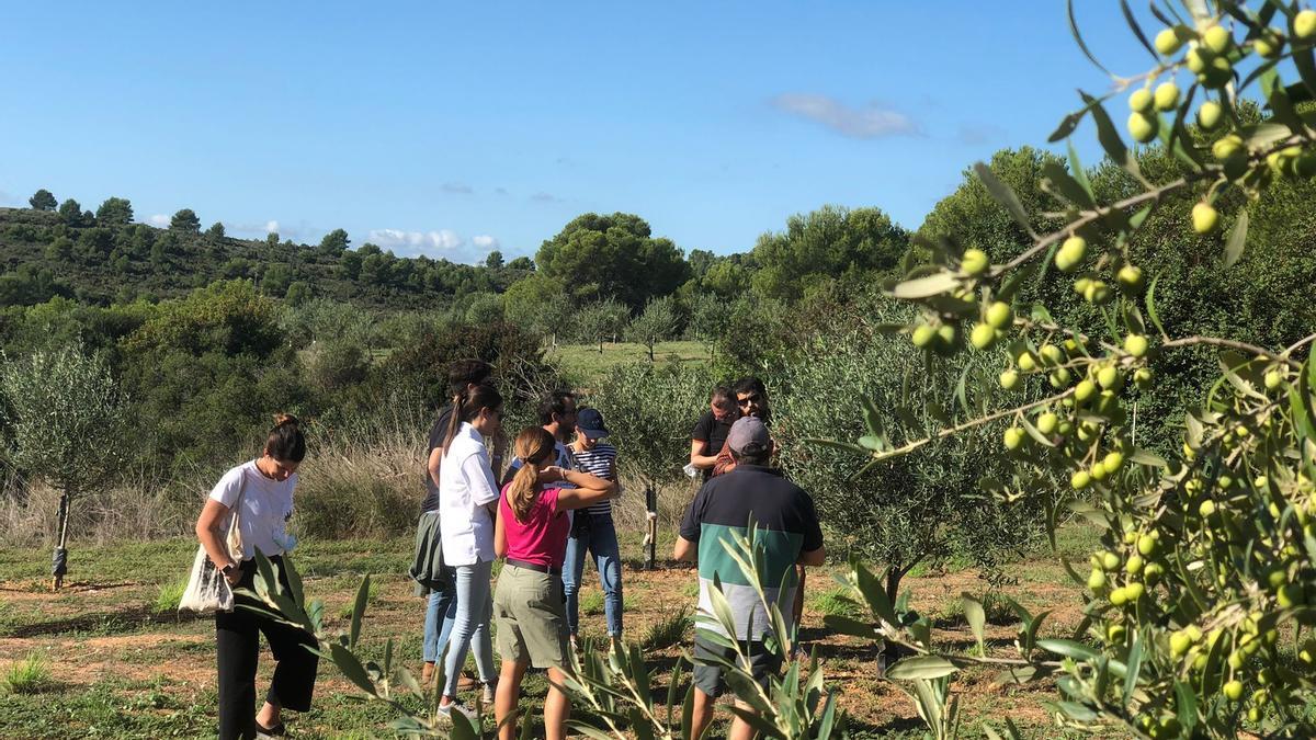 Aceites Bardomus tiene su finca ubicada entre Torreblanca y Alcalà de Xivert