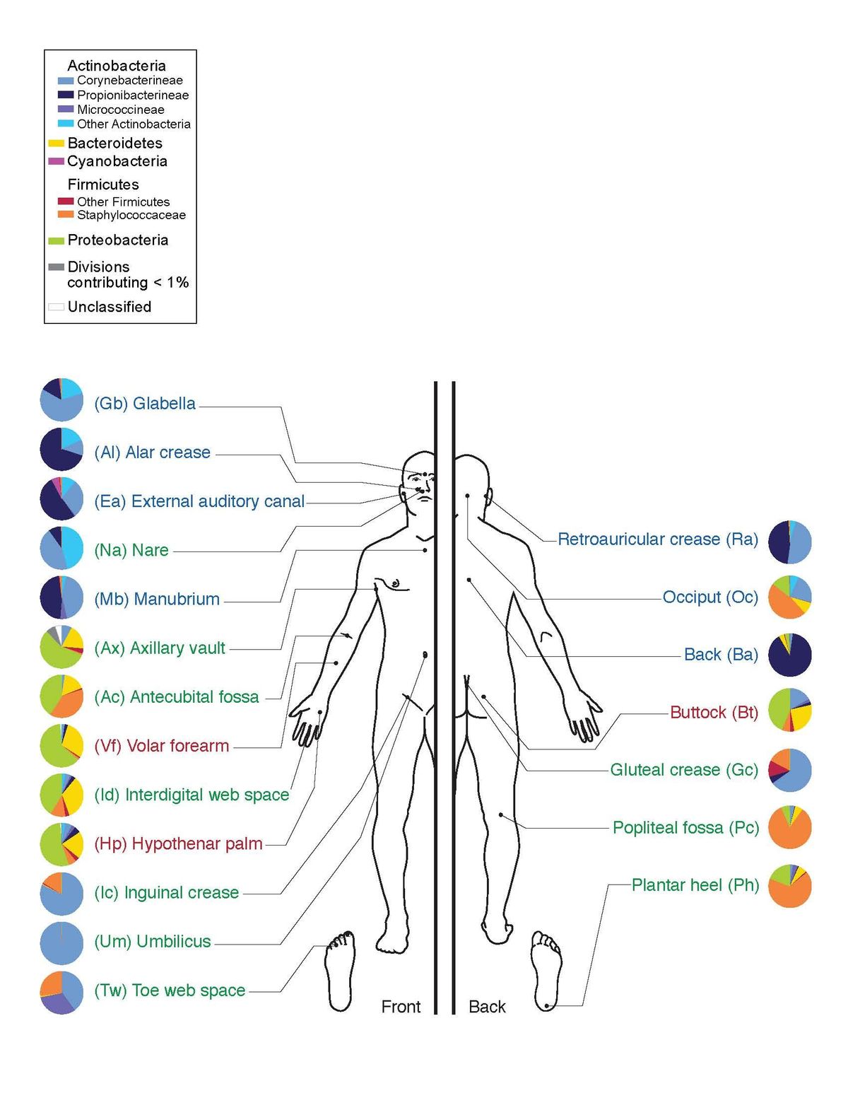 Representación del cuerpo humano y de las bacterias que predominan en él.
