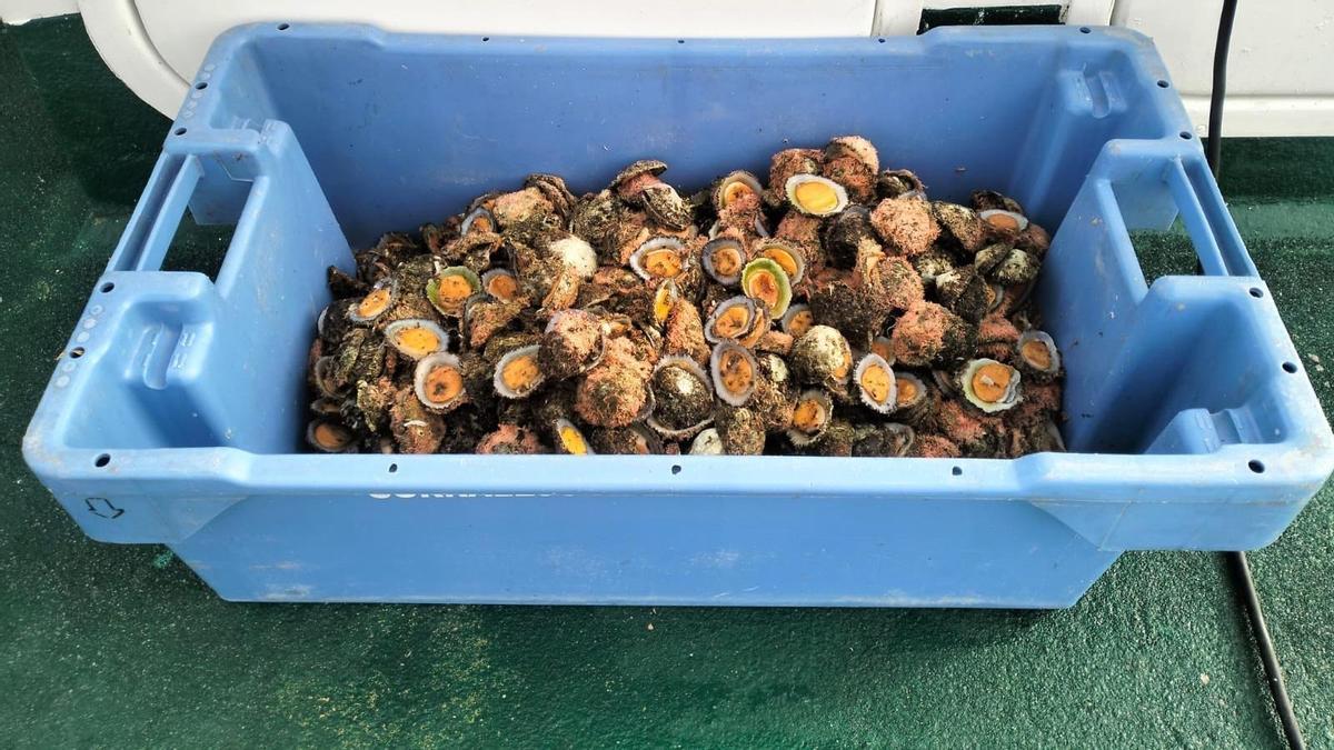 Los pescadores incumplían las normas recogidas en la Ley 17/2003, de 10 de abril, de Pesca de Canarias