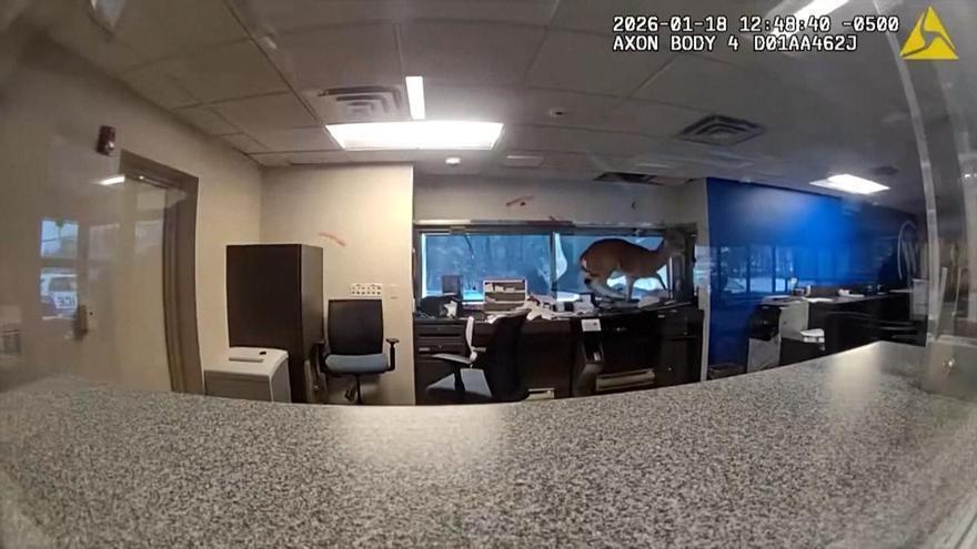 No era un ladrón, era un ciervo