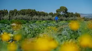 Así es el proyecto de agricultura regenerativa de Cataluña que retiene más agua y mejora el suelo